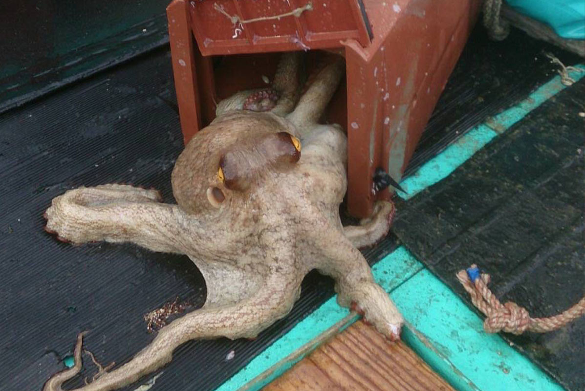 地ダコを使用したタコ串